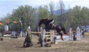 horses
